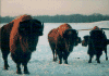 3 bison.gif (106646 bytes)